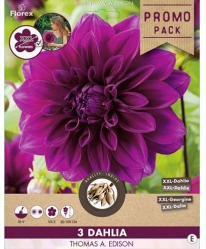 Dahlia Dahlia Thomas A. Edison