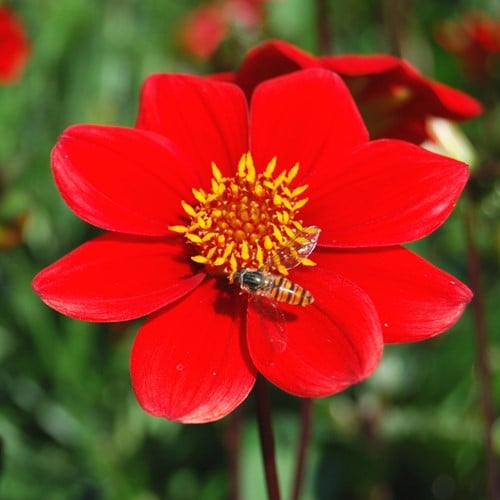 Dahlia Topmix Rosso