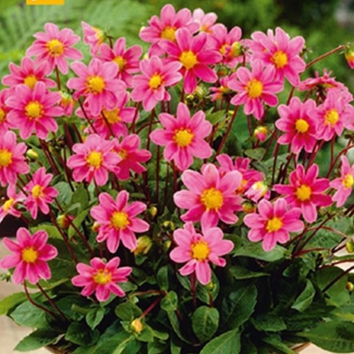 Dahlia Topmix Rosa