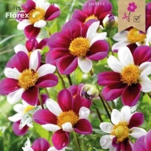 Dahlia Twyning's Smartie