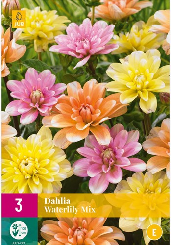Dahlia Waterlily Mix - Assortimento Dalie Waterlily