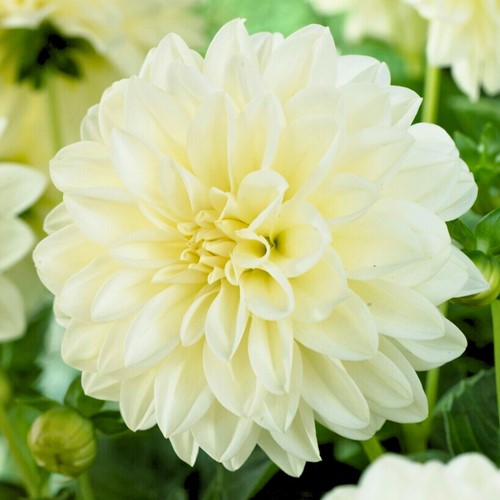 Dahlia Bianca - Dahlia Fleurel