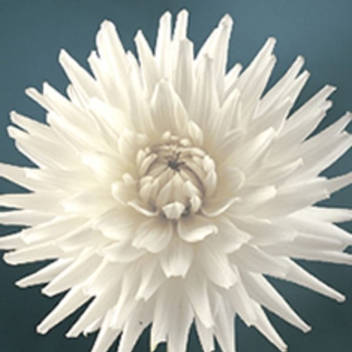 Dahlia Cactus White Star (Dahlia x Hortensis)