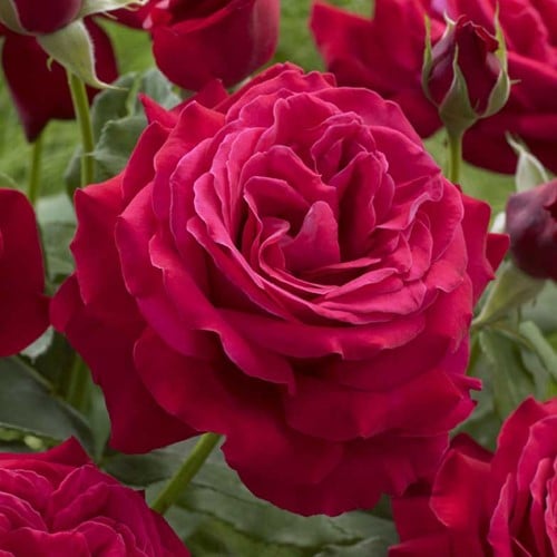 Rosa Dame de Coeur - Rosa