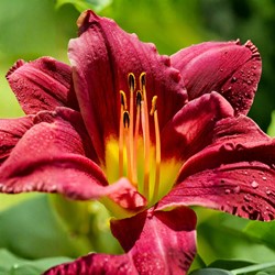 Hemerocallis Night Embers - Emerocallide