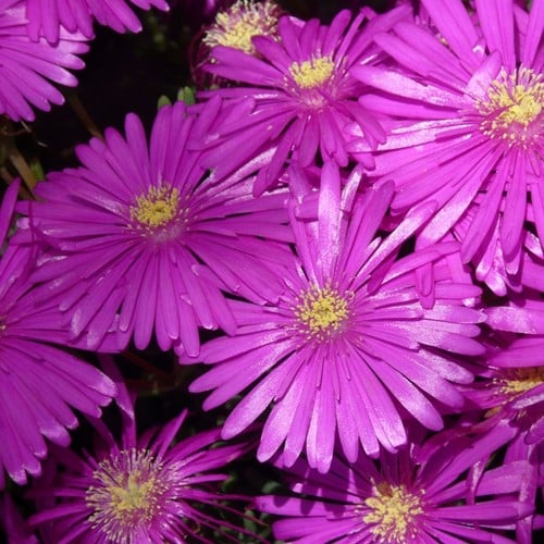 Delosperma cooperi -  Delosperma viola