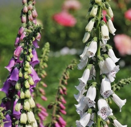 Digitalis Purpurea Gloxiniiflora - Digitále