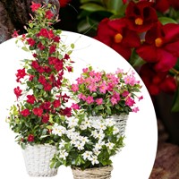 Mandevilla / Dipladenia - Braziliaanse Jasmijn Mix