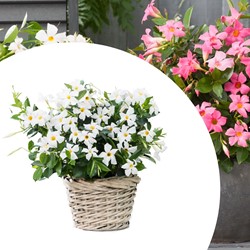 Mandevilla / Dipladenia - Braziliaanse Jasmijn White (Potplant)