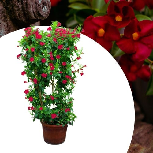 Mandevilla (Dipladenia) Gelsomino Brasiliano rosso