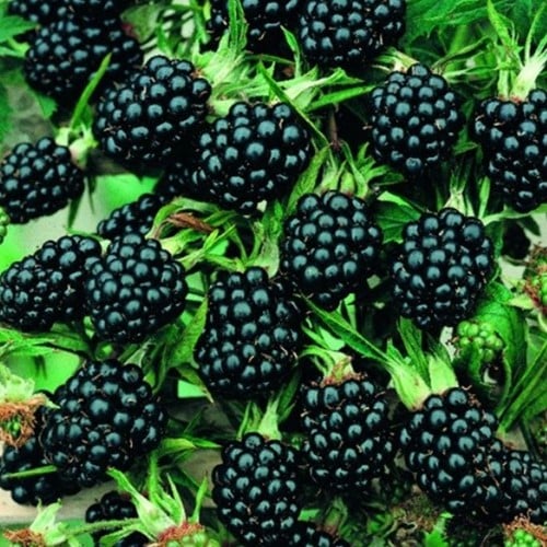 Rovo - Rubus ulmifolius