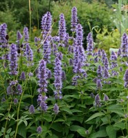 Dropplant Black Adder – Agastache