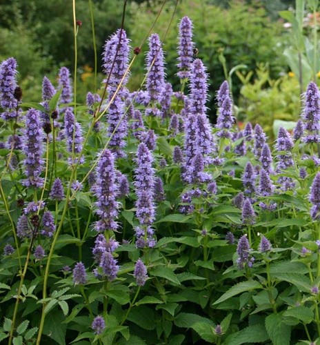 Dropplant Black Adder – Agastache