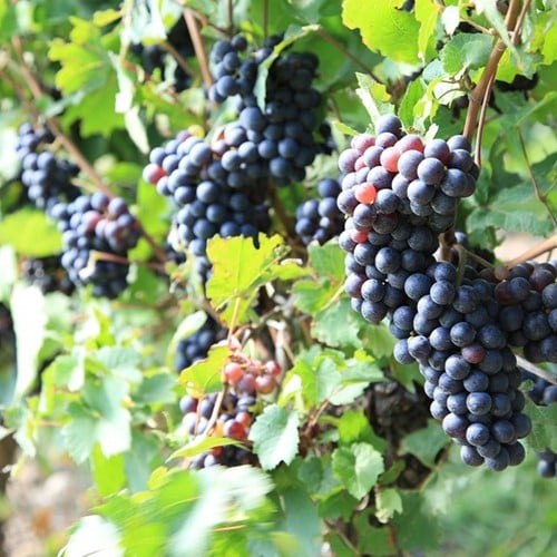 Vigna Frankenthaler - Vitis Vinifera