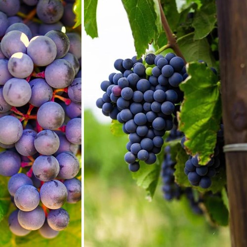 Vigna Rembrandt - Vitis Vinifera