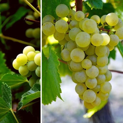 Vigna Vroege van der Laan - Vitis Vinifera