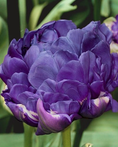 Tulipano Doppio Blu - Tulipa double