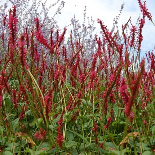 Persicaria Amplexicaulis Speciosa