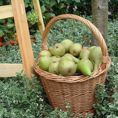 Cesto per raccolta ciliegie/prugne originale olandese (Plukhoenderik)