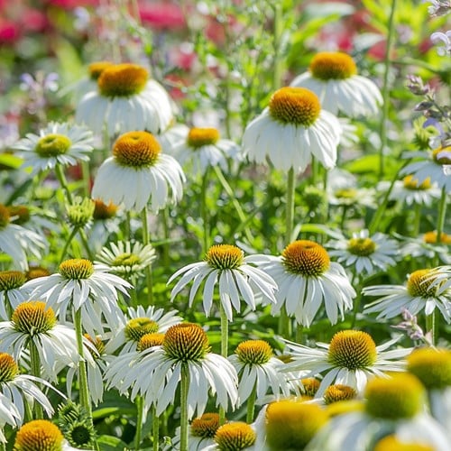 Echinacea Purpurea Alba