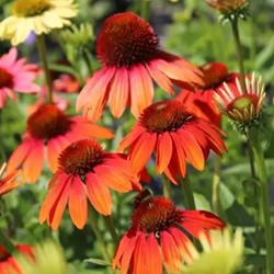Echinacea Cheyenne Spirit