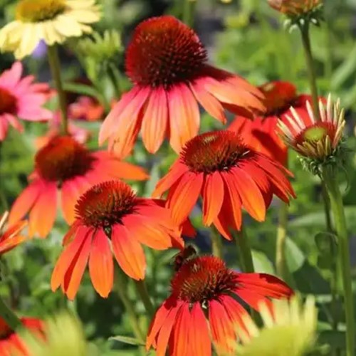 Echinacea Cheyenne Spirit