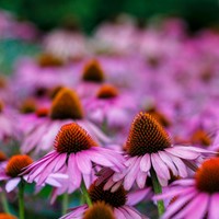 Echinacea Purpurea