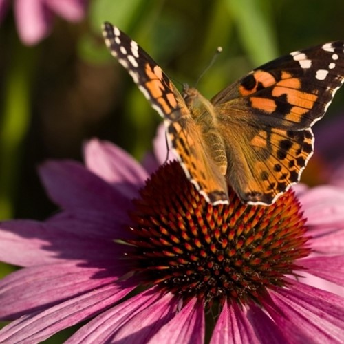 Echinacea Purpurea-2