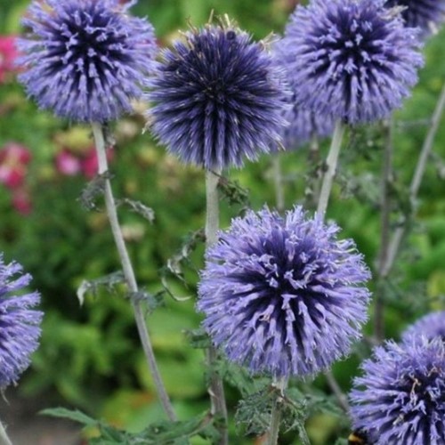 Echinops bannaticus Blue Globe – Cardo pallottola