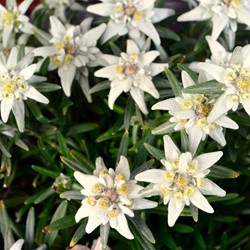Stella Alpina - Edelweiss (Leontopodium Alpinum)