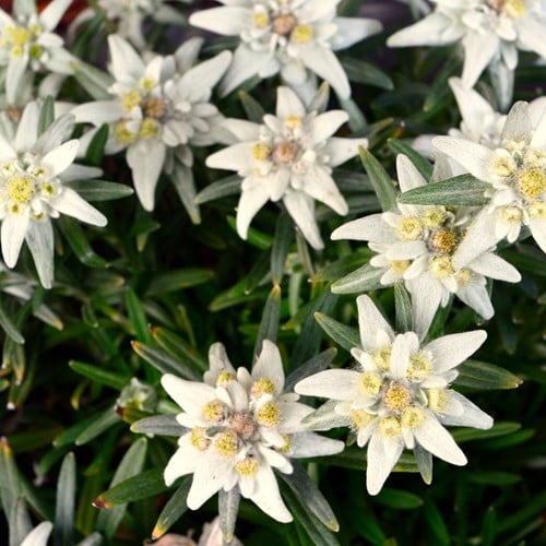 Stella Alpina - Edelweiss (Leontopodium Alpinum)