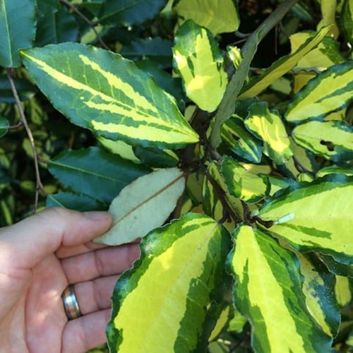 Olivagno Limelight - Elaeagnus ebbingei