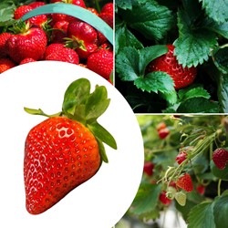 20x piante di Fragole Elsanta – Fragaria