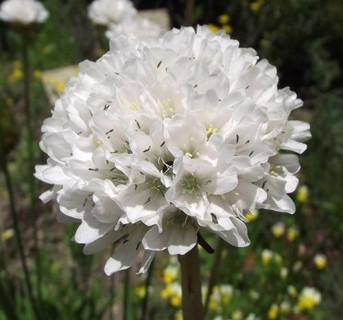 Armeria Maritima