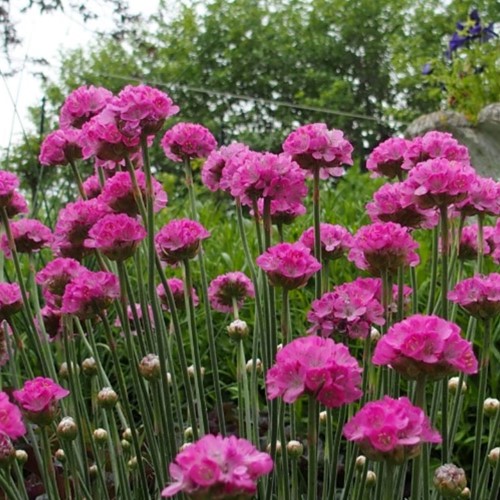 Armeria Maritima Splendens
