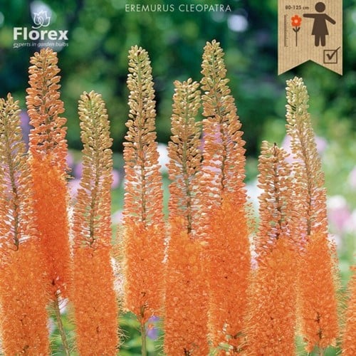 Eremoro ‘Cleopatra’ - Eremurus