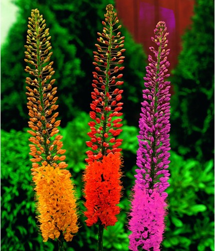 Eremurus Mix