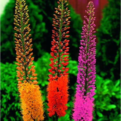 Eremurus Mix