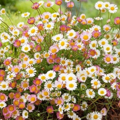 Erigeron karvinskianus - Cespica karvinskiana
