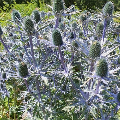 Eryngium Planum - Calcatreppole