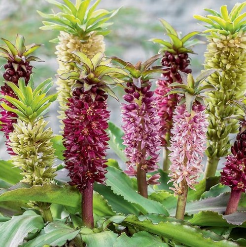 Eucomis Mix - Giglio dell'ananas