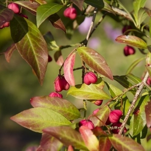 Kardinaalsmuts - Euonymus alatus-2