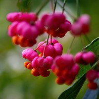 Kardinaalsmuts - Euonymus alatus