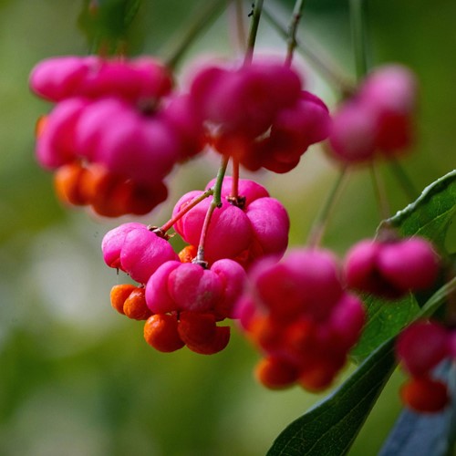Roveto ardente - Euonymus alatus