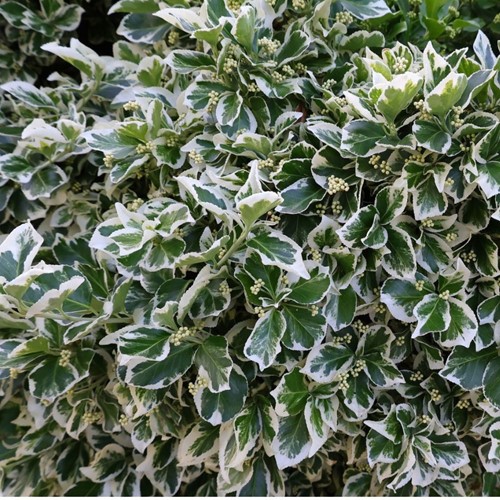 Mandrino della Fortuna Emerald Gaiety - Euonymus Fortunei