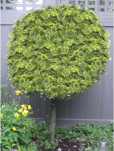 Mandrino della Fortuna Emerald 'n' Gold - Euonymus fortunei