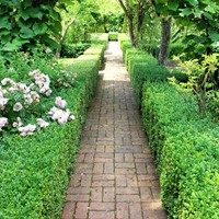 Euonymus japonicus Green Spire C2 -Buxus haag alternatief-2