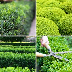 Euonymus japonicus Green Spire P12 - Buxus haag alternatief