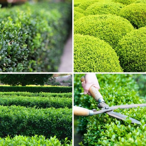 Euonymus japonicus Green Spire - Mandrino giapponese. Vaso P12
