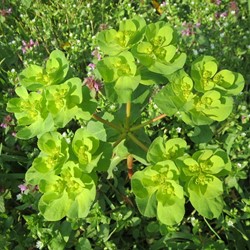 Euphorbia amygdaloides robbiae - Amandelwolfsmelk